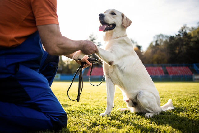 Advanced Dog Training Techniques