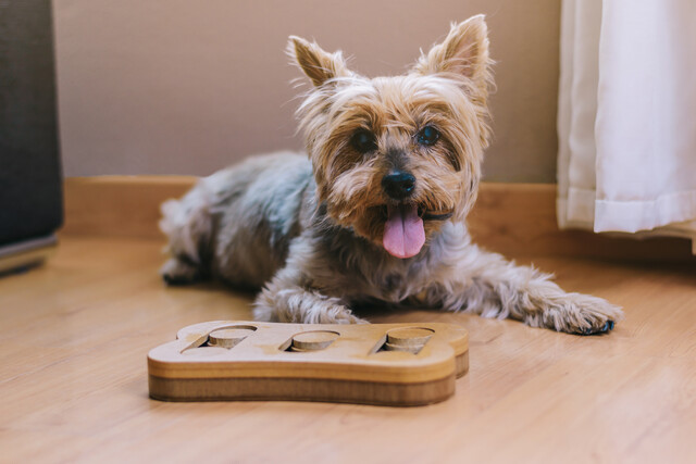 Dog Psychology 101