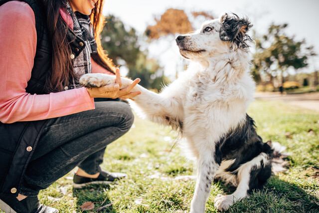 Dog Training 101: A Guide for Beginners
