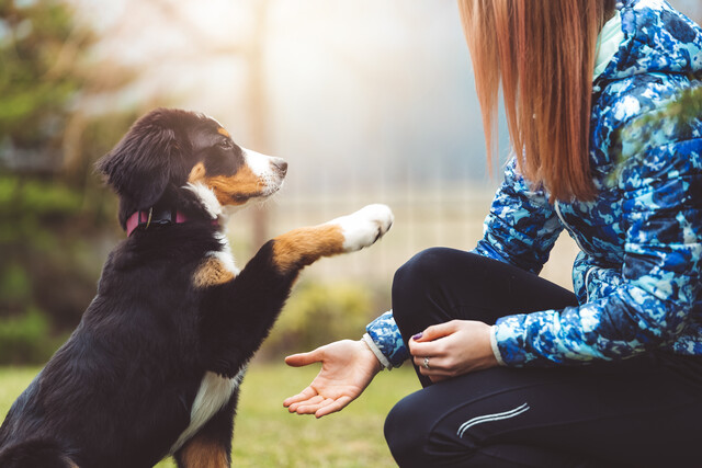 Dog Training All-In-One Course Bundle