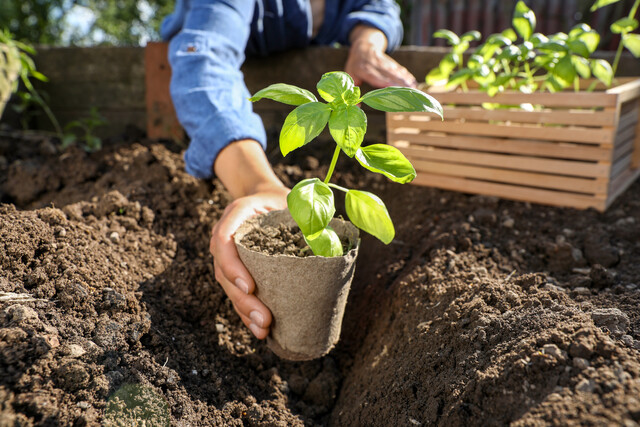 Introduction to Gardening