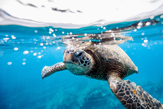 Marine Biology 101