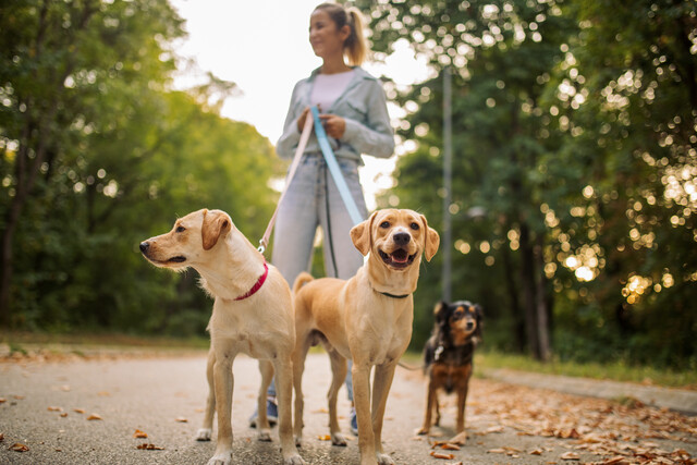 Pet Sitting & Dog Walking Business