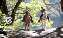 Horse Care, Riding, and Equine Management